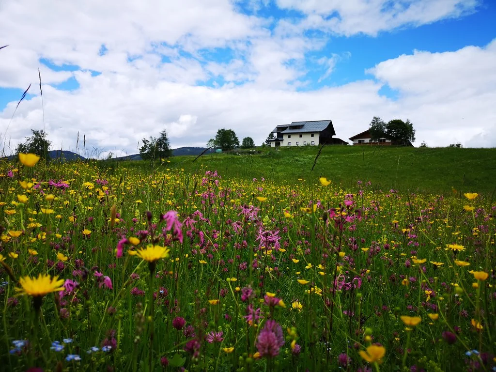 Kurzenhof Sommerlandschaft